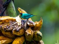 Kappennaschvogel Männchen